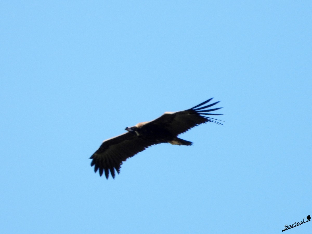 Cinereous Vulture - ML618207866