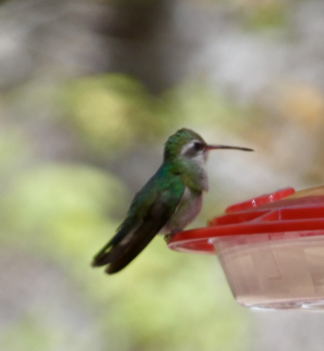 Broad-tailed Hummingbird - Eileen Wintemute