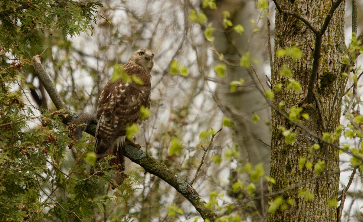 Red-tailed Hawk - ML618207883