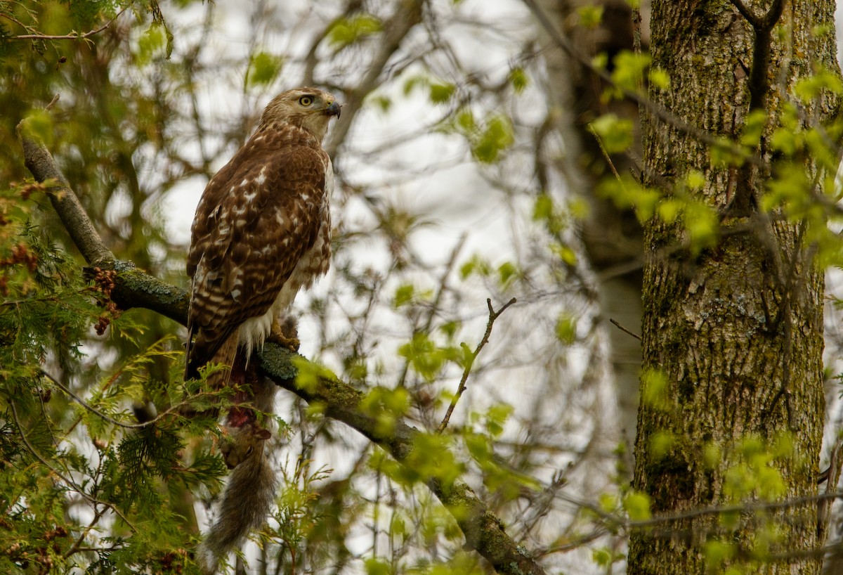 Red-tailed Hawk - ML618207885