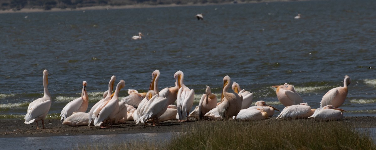 pelikán bílý - ML618207889