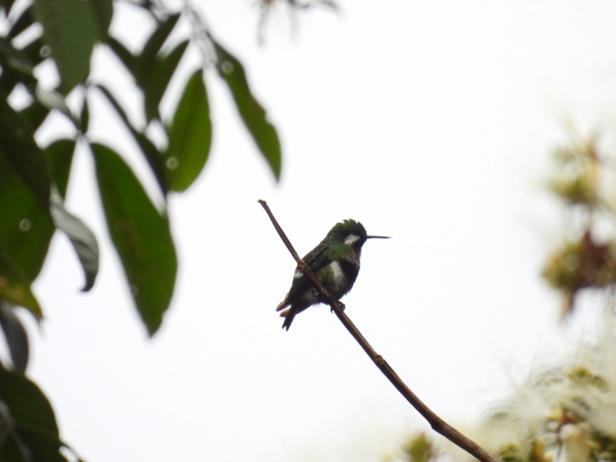 Black-bellied Thorntail - ML618207892