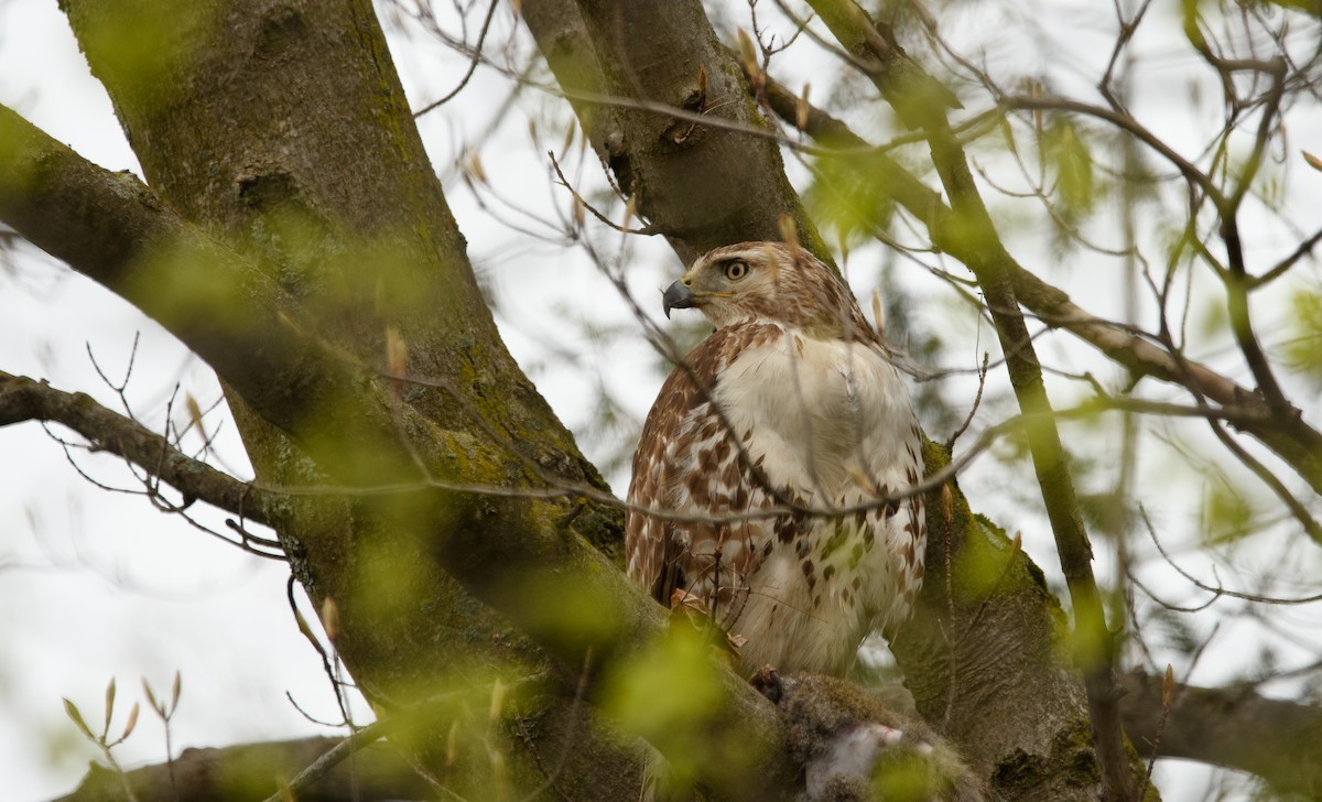 Red-tailed Hawk - ML618207897