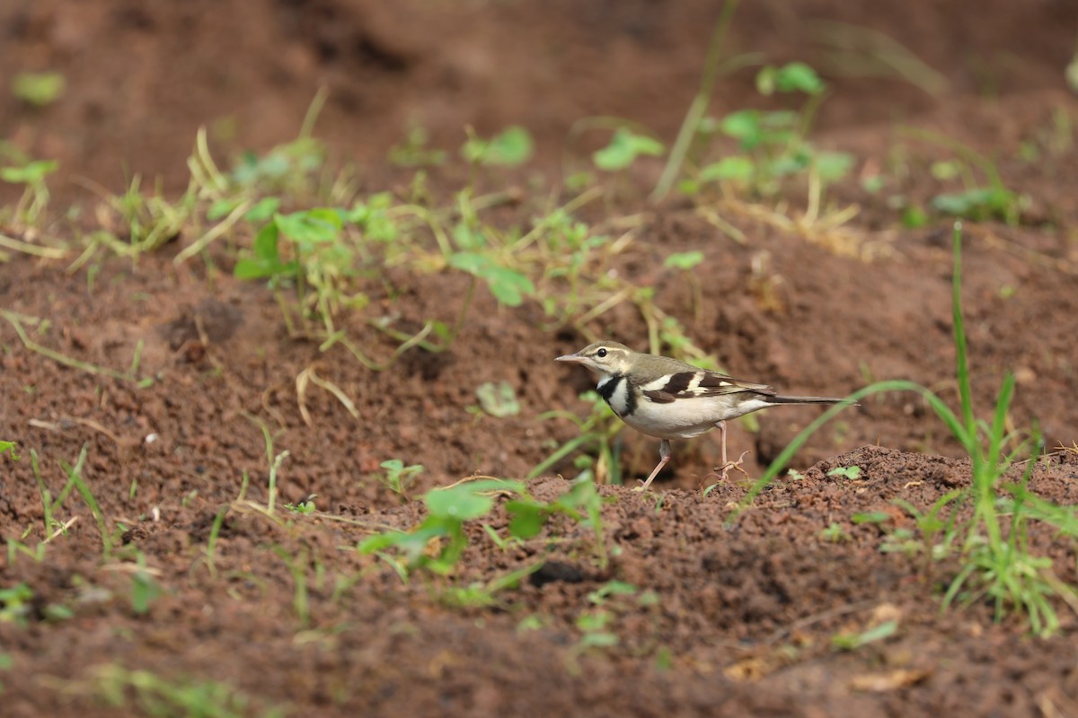 Forest Wagtail - ML618207908