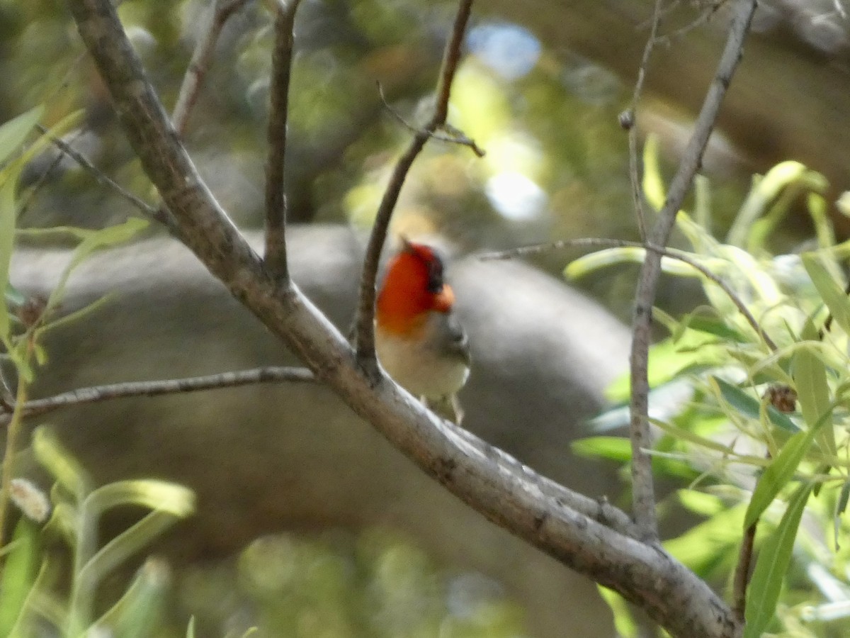 Red-faced Warbler - ML618207920