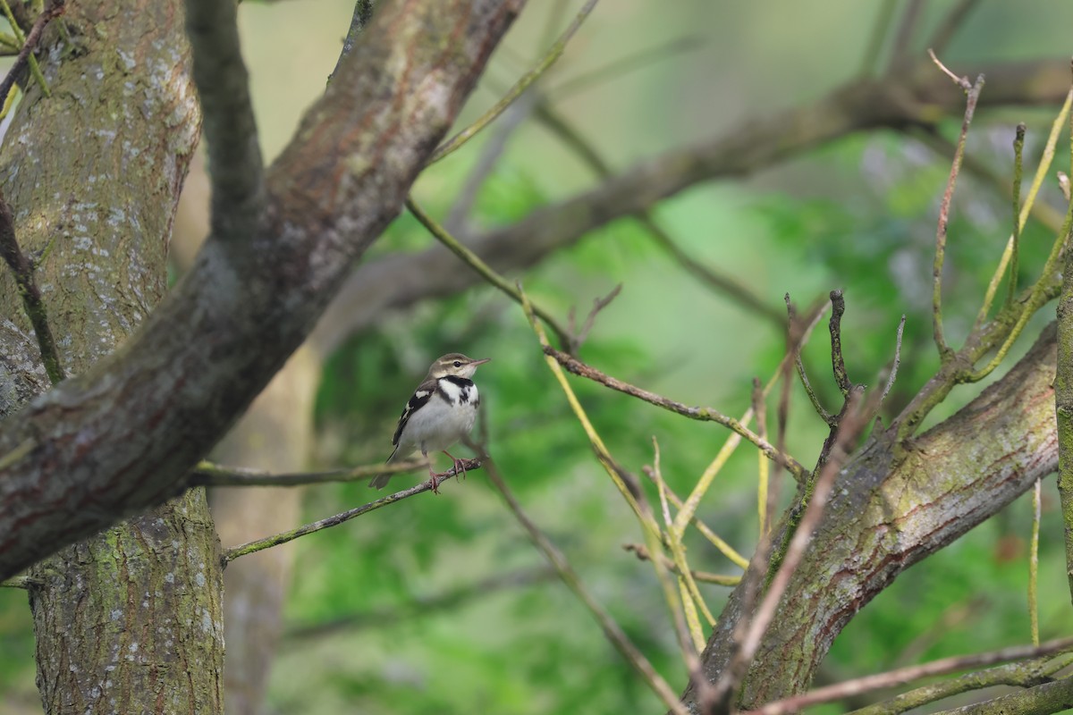 Forest Wagtail - ML618207923