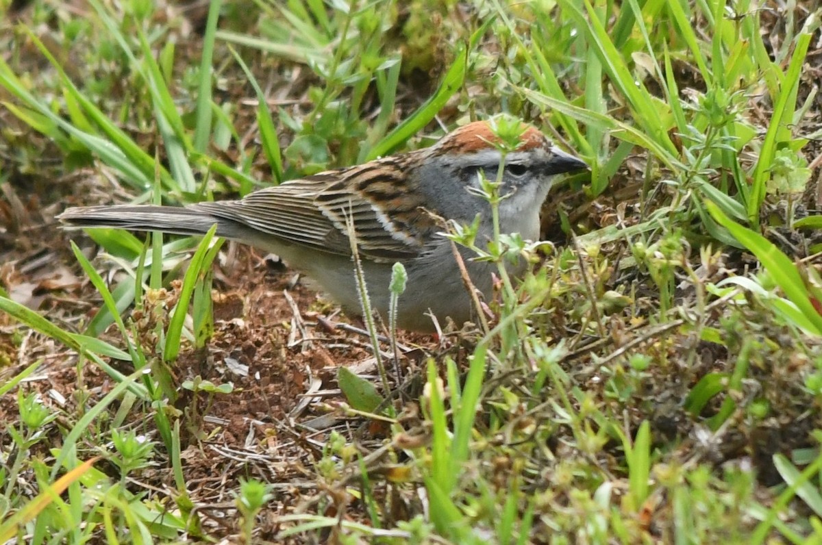Chipping Sparrow - Teresa Mawhinney