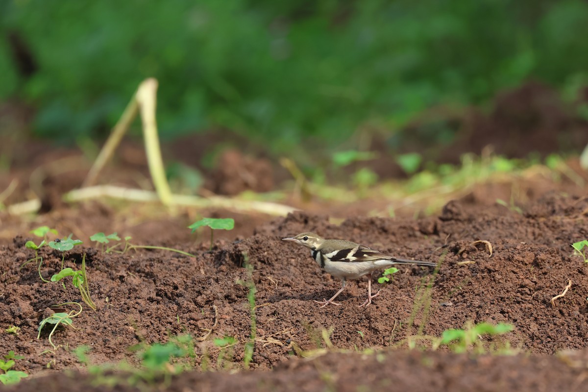 Forest Wagtail - ML618207940