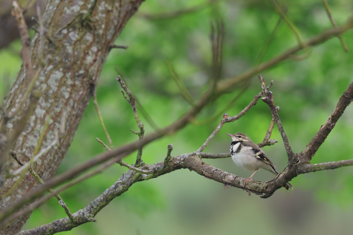 Forest Wagtail - ML618207985