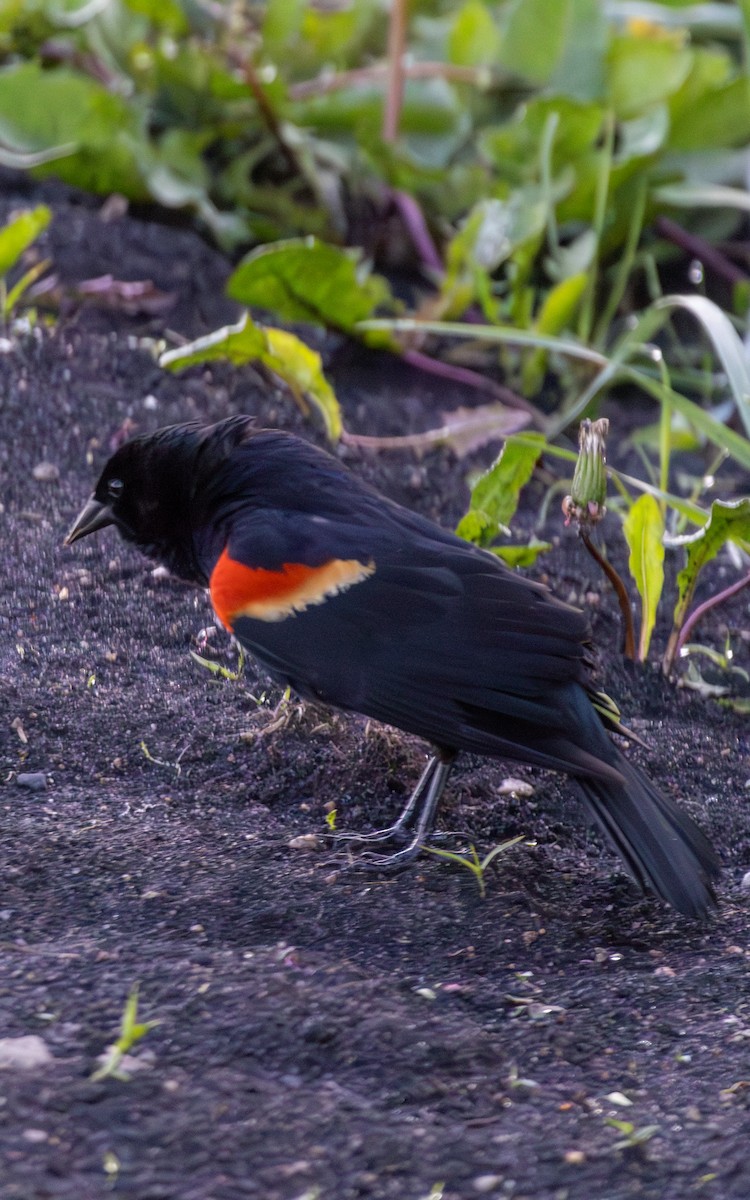 Red-winged Blackbird - Carlos Navarro