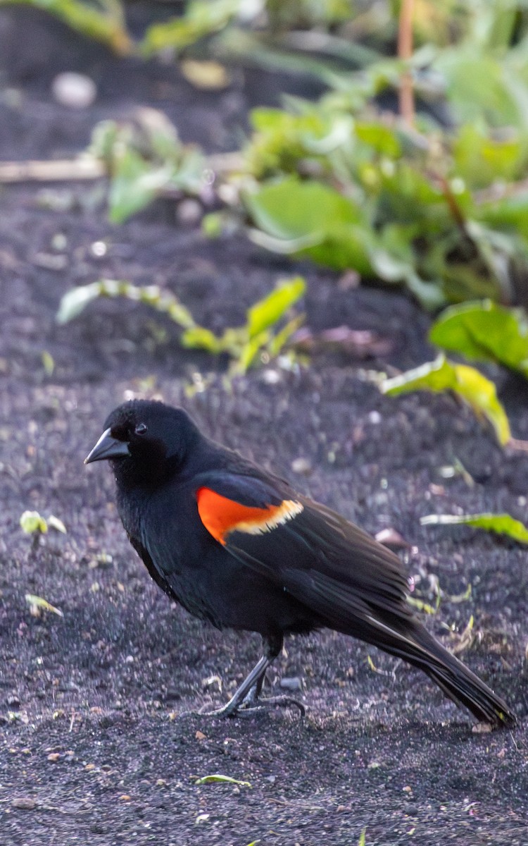 Red-winged Blackbird - Carlos Navarro