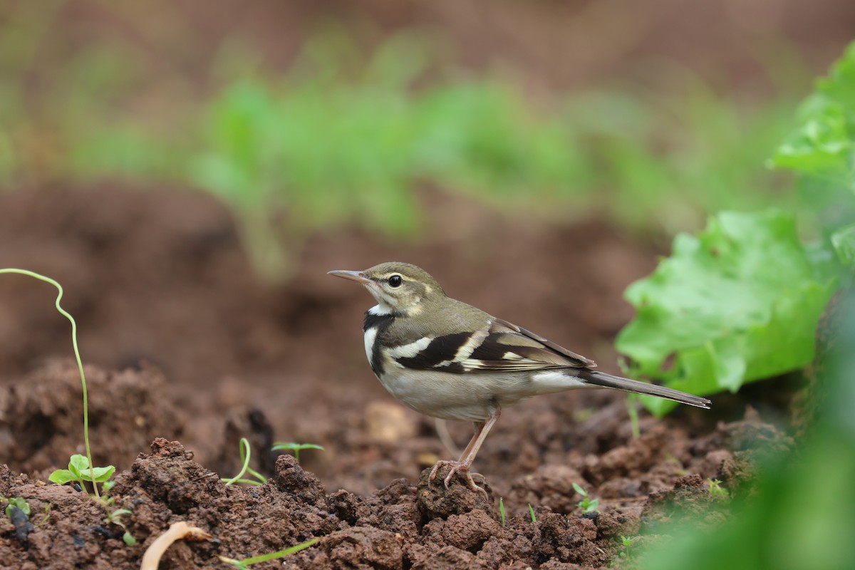 Forest Wagtail - ML618207994