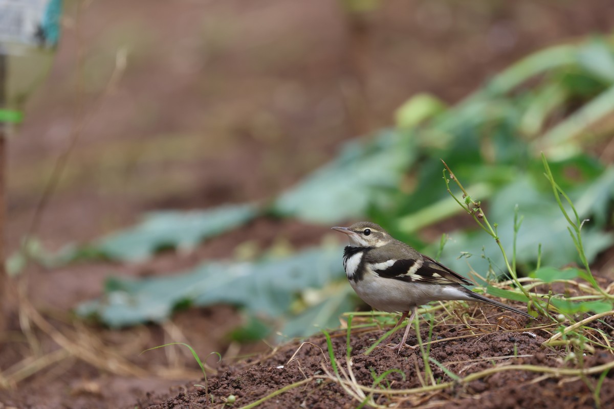 Forest Wagtail - Chi-Hsuan Shao