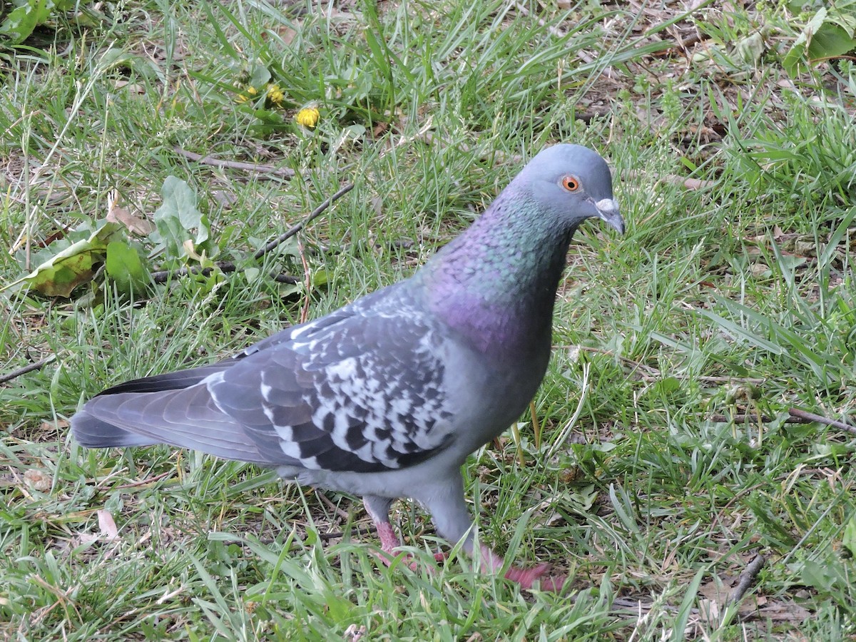 Pigeon biset (forme domestique) - ML618207997