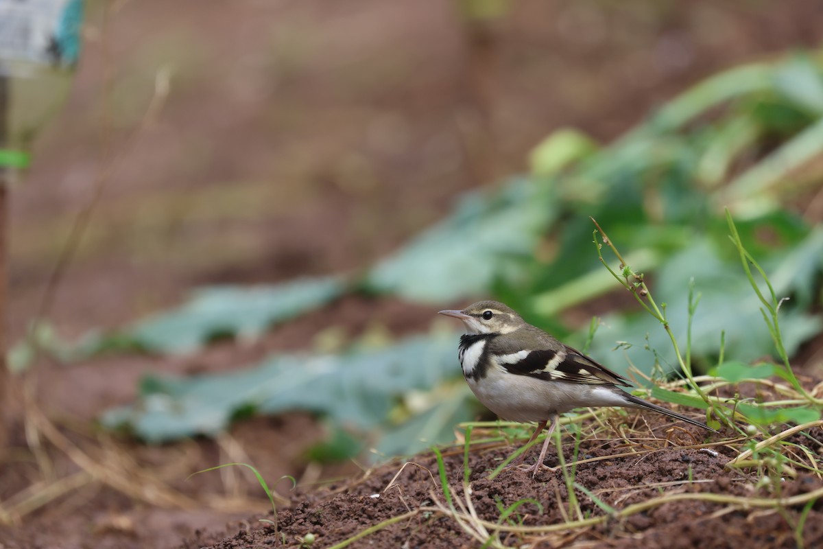 Forest Wagtail - ML618208000