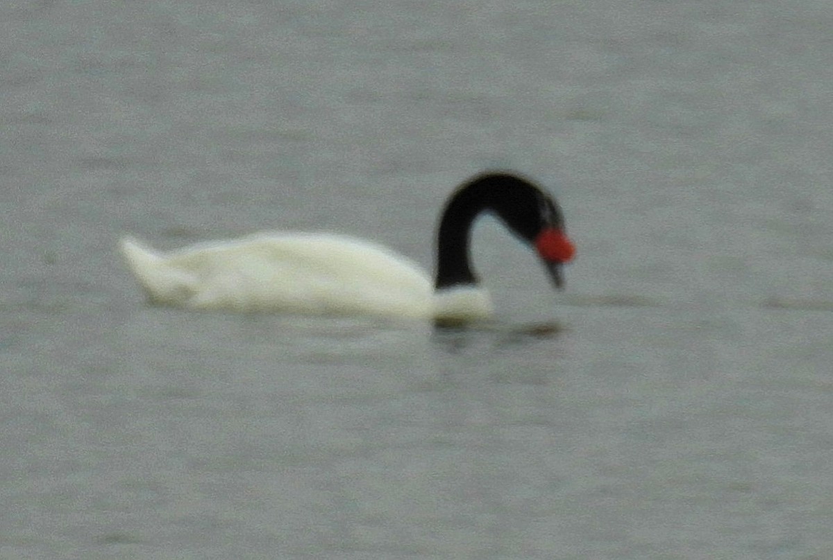 Black-necked Swan - ML618208008