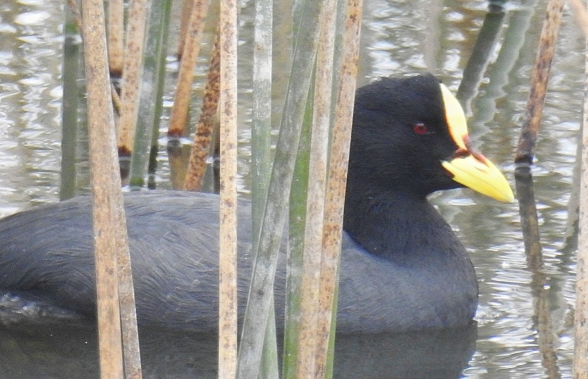 Red-gartered Coot - ML618208018