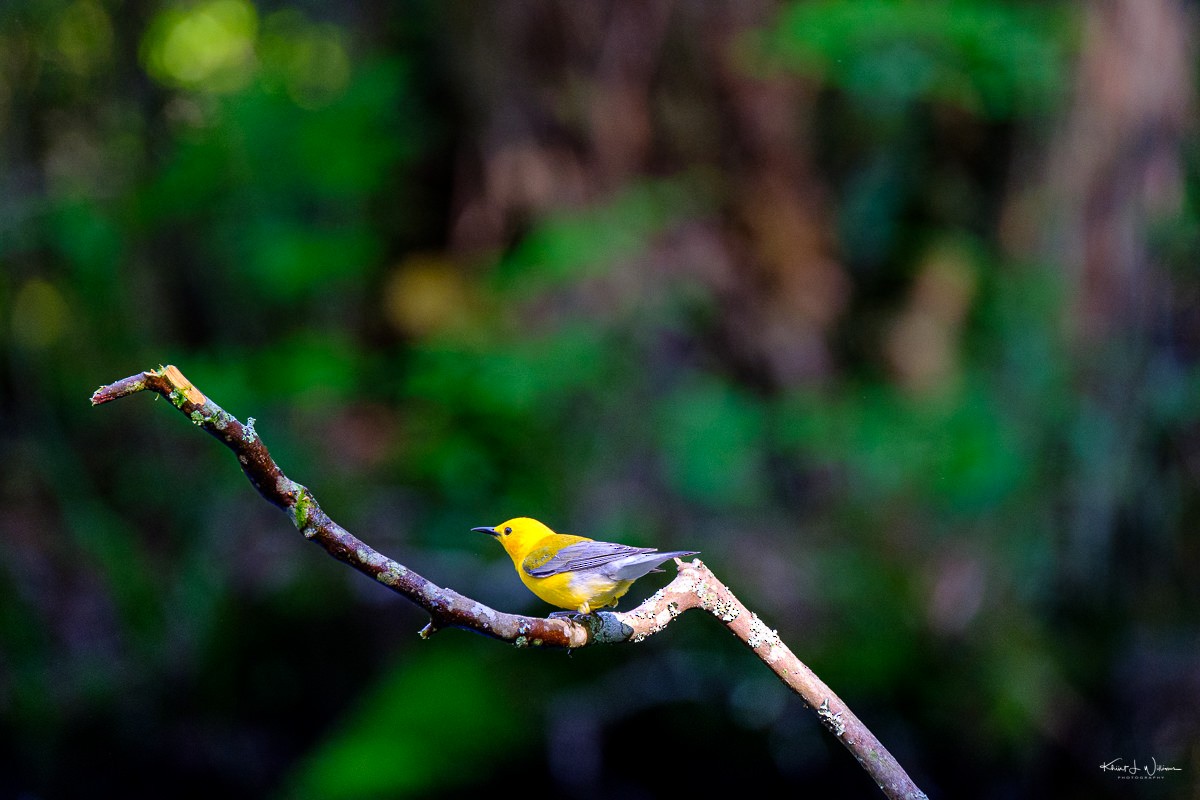 Prothonotary Warbler - Khürt Williams