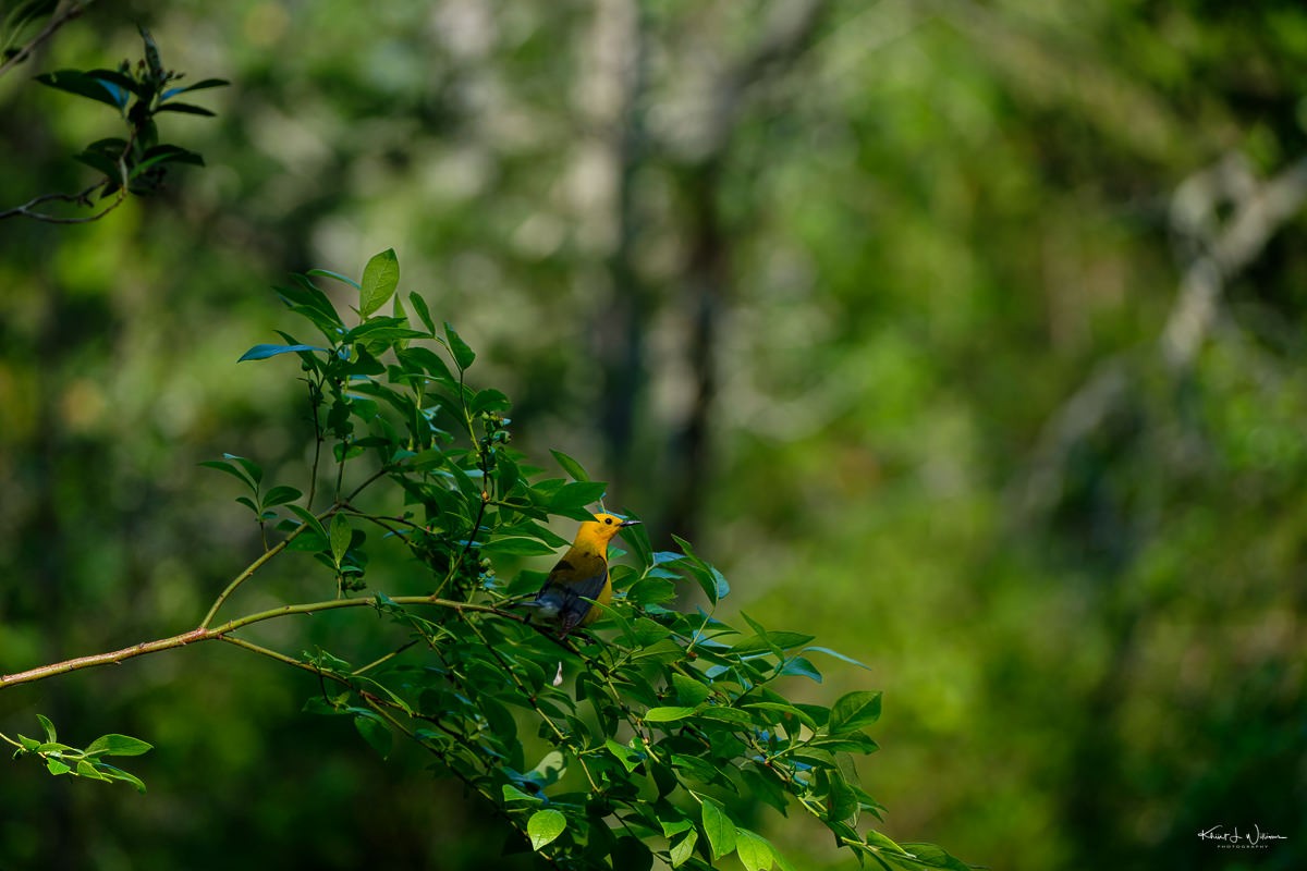 Prothonotary Warbler - Khürt Williams