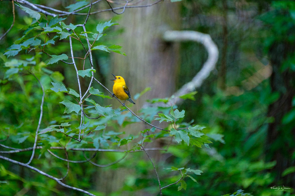 Prothonotary Warbler - ML618208053