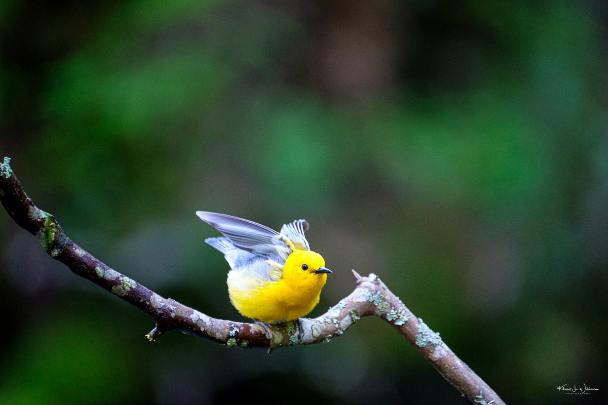 Prothonotary Warbler - ML618208054