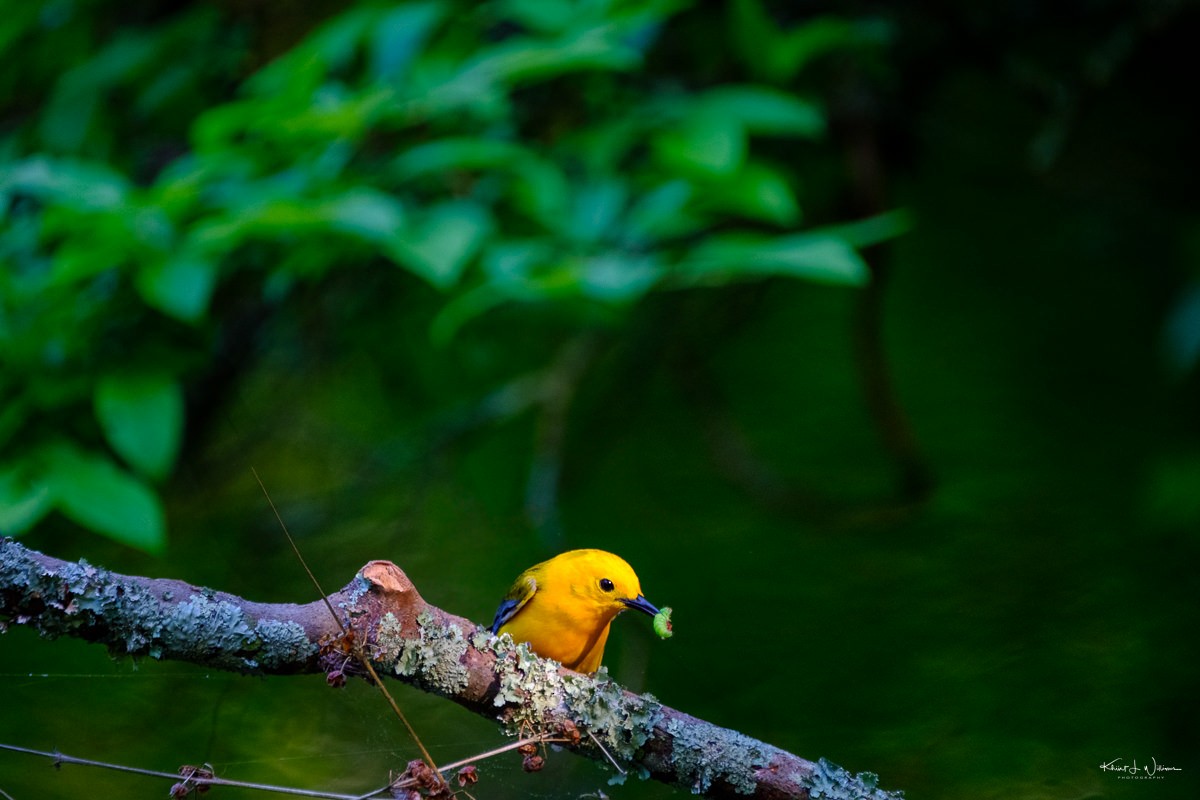 Prothonotary Warbler - ML618208055