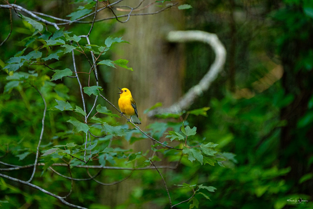 Prothonotary Warbler - ML618208056