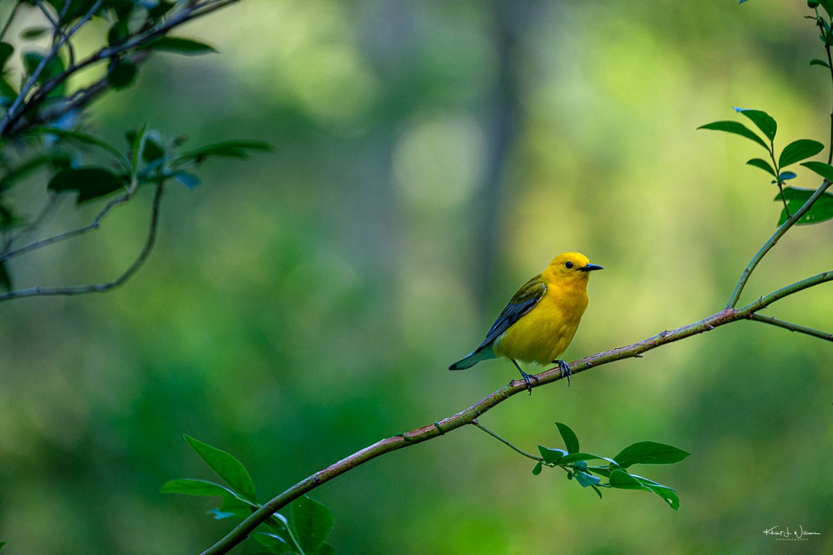 Prothonotary Warbler - ML618208057