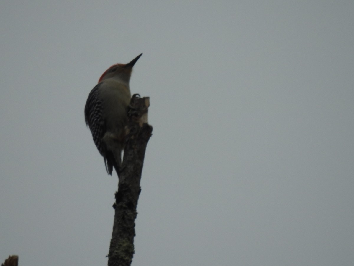 Red-bellied Woodpecker - Robin Feustel