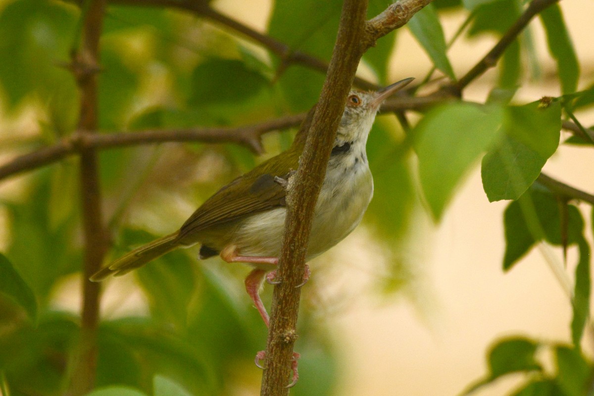 Common Tailorbird - Prabin kumar Mangaraj