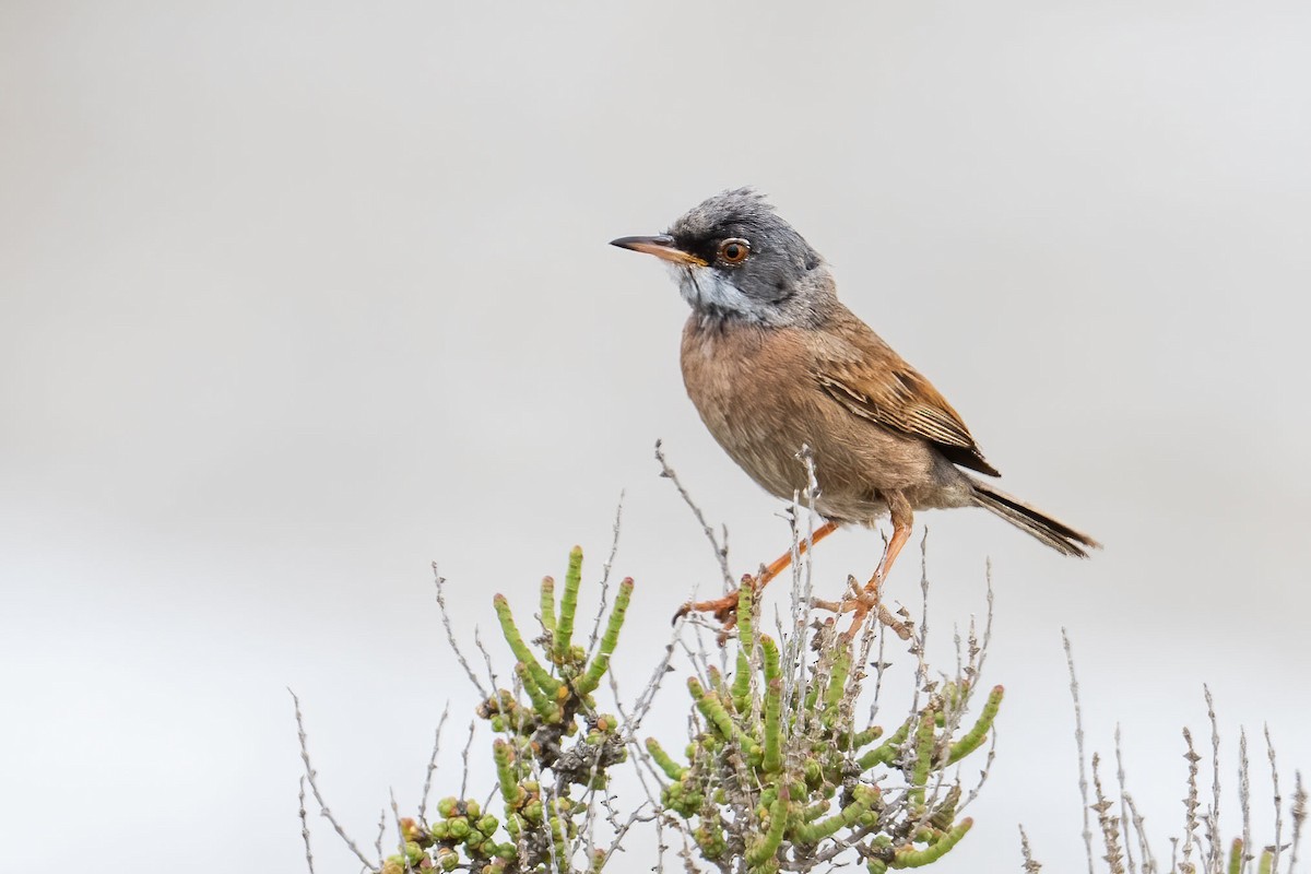 Spectacled Warbler - ML618208119