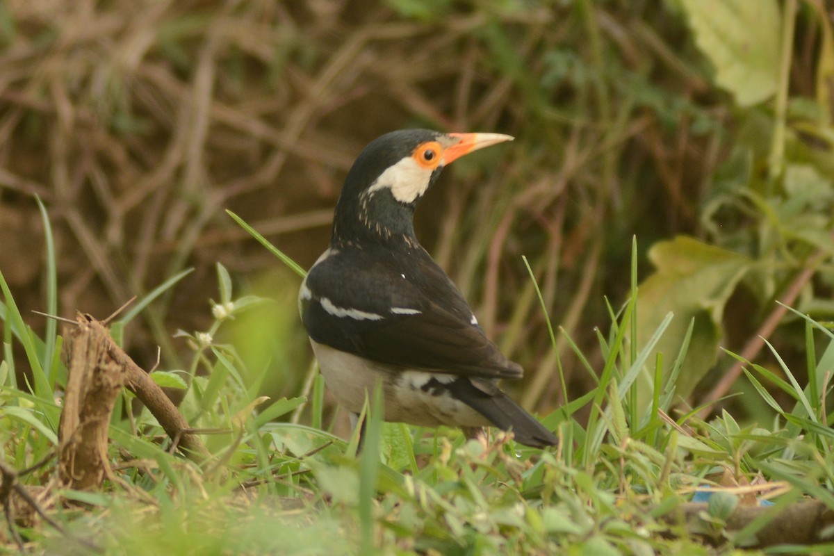 Indian Pied Starling - ML618208132