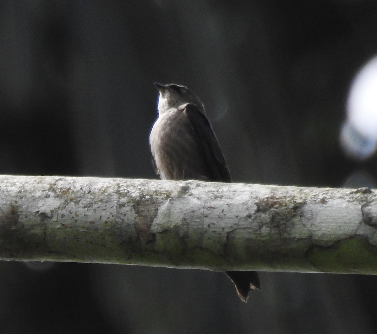 White-thighed Swallow - ML618208195