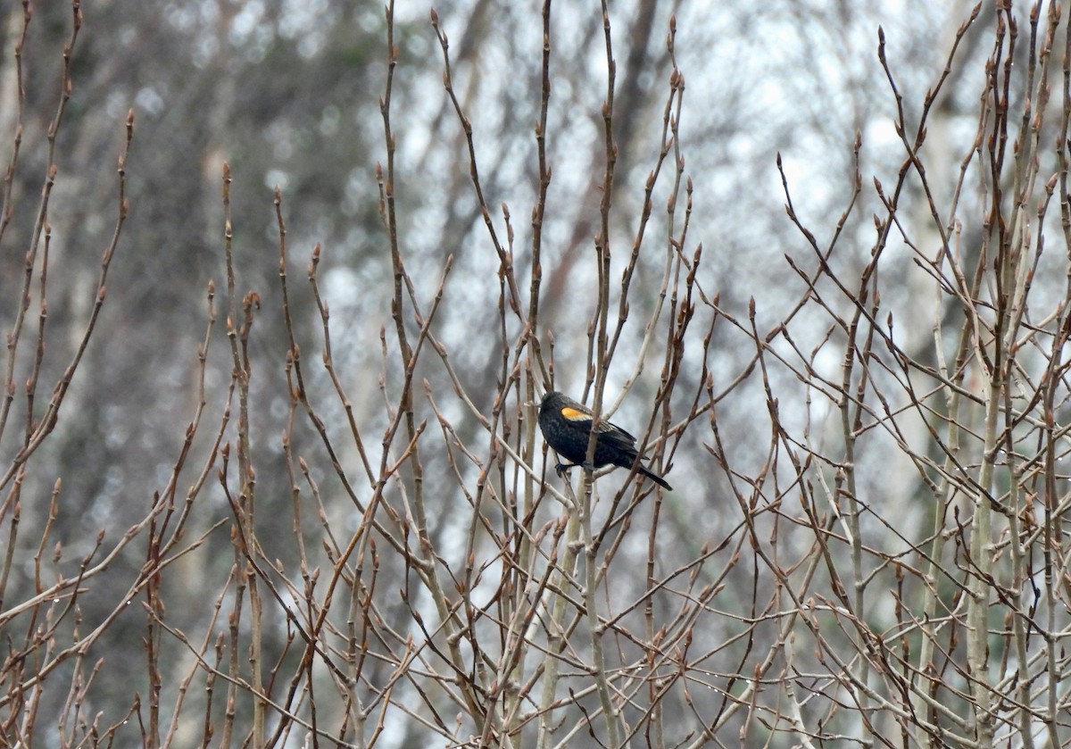 Red-winged Blackbird - Pegg & Mark Campbell