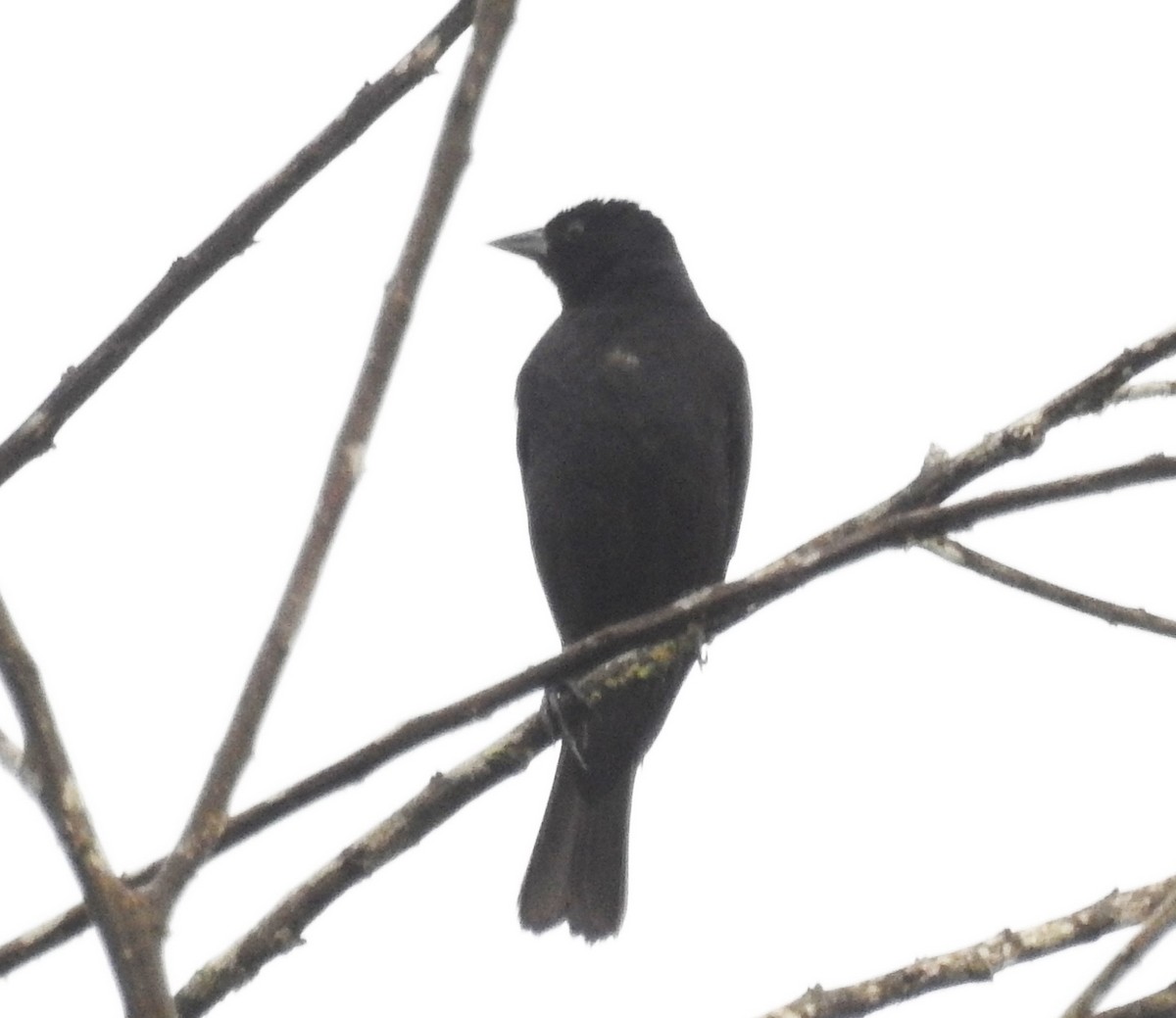 Scrub Blackbird - ML618208237