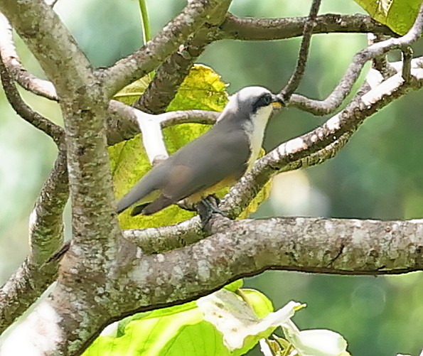 Mangrove Cuckoo - Maciej  Kotlarski