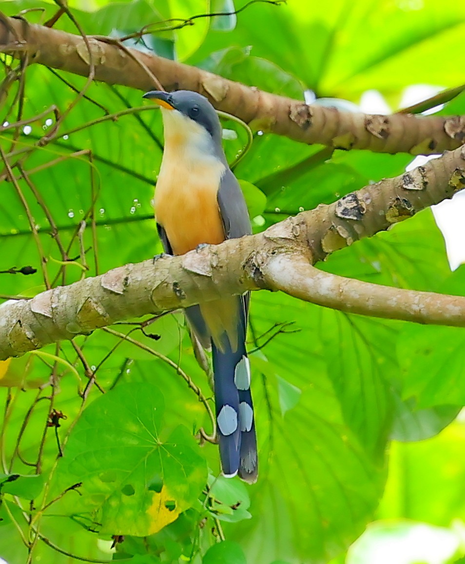 Mangrove Cuckoo - ML618208288