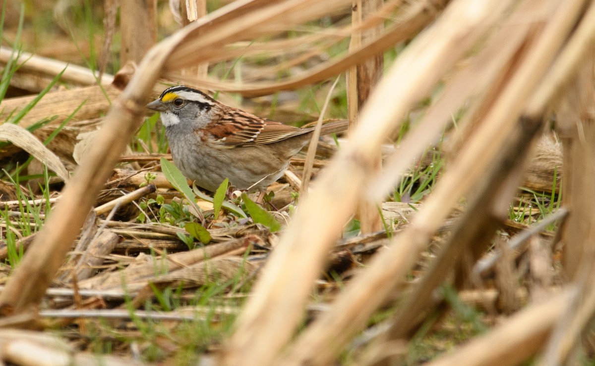 White-throated Sparrow - Tim Griffiths