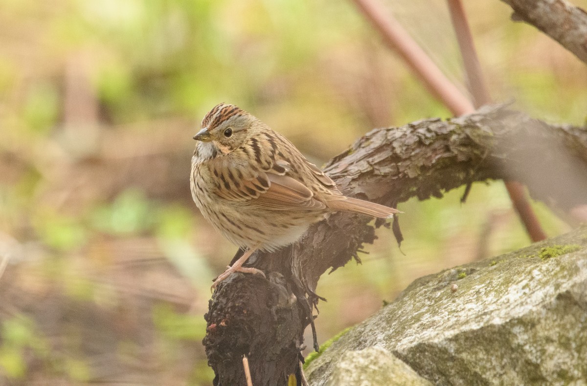 Lincoln's Sparrow - Tim Griffiths