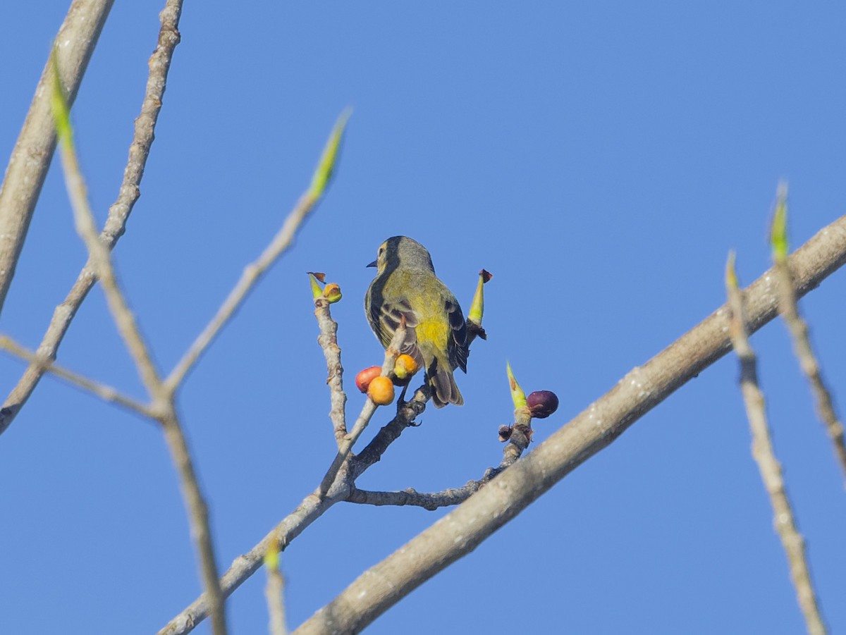 Cape May Warbler - ML618208310