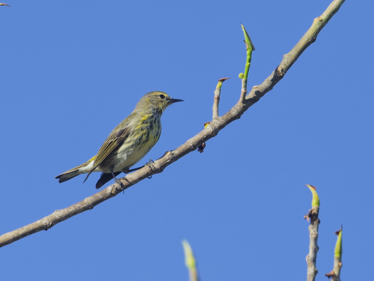 Cape May Warbler - Angus Wilson