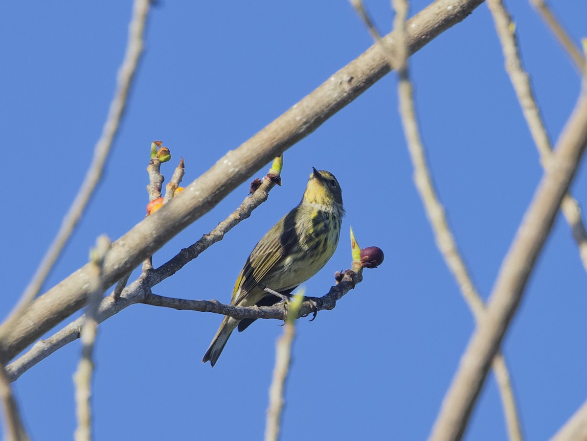 Cape May Warbler - ML618208313
