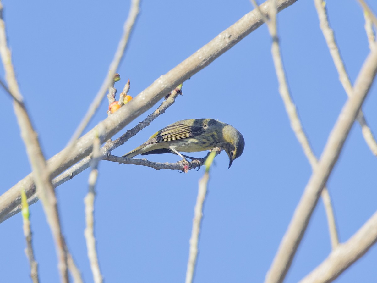 Cape May Warbler - ML618208314
