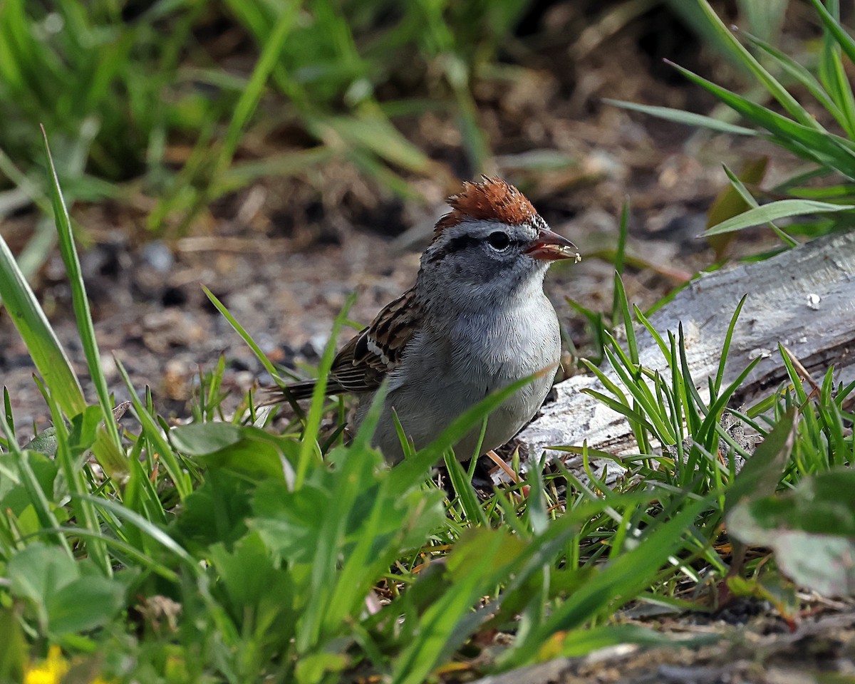 Chipping Sparrow - Steven Mix