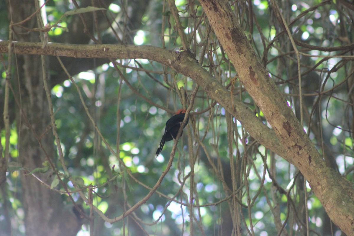 Red-crested Malkoha - ML618208355