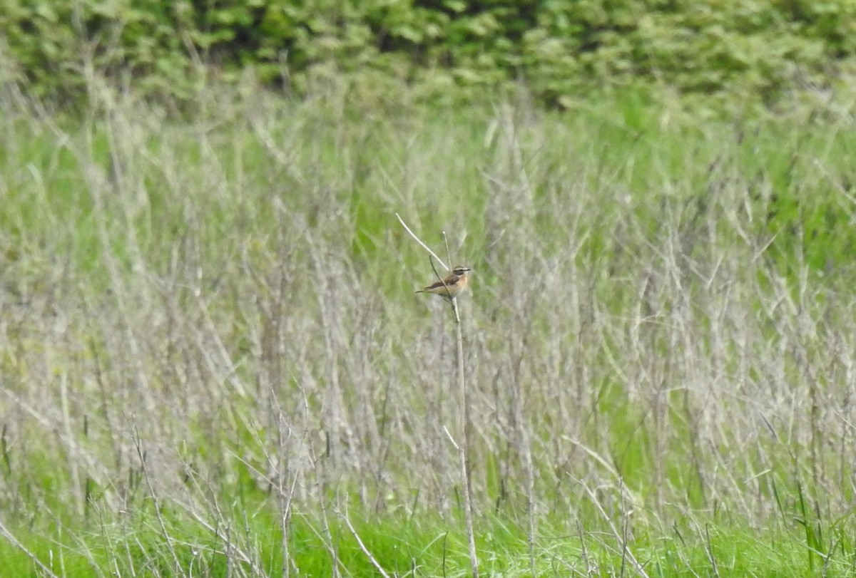 Whinchat - Peter Hines
