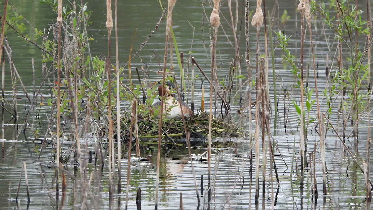 Great Crested Grebe - ML618208372