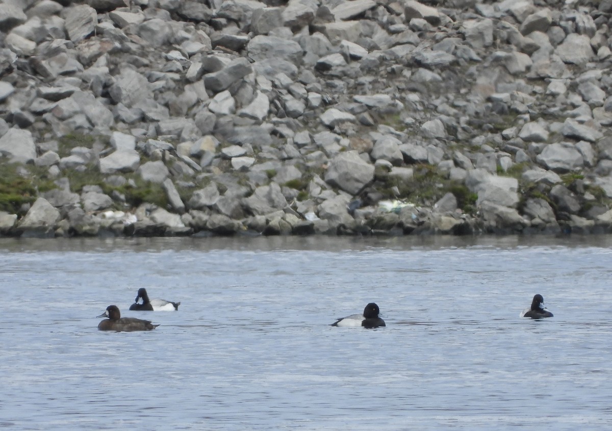 Greater Scaup - ML618208393