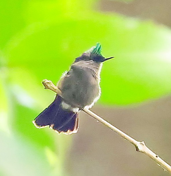 Antillean Crested Hummingbird - ML618208425