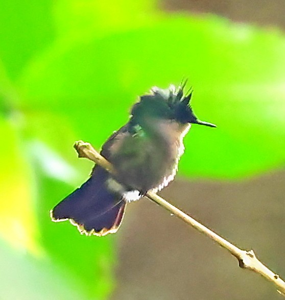 Antillean Crested Hummingbird - ML618208426